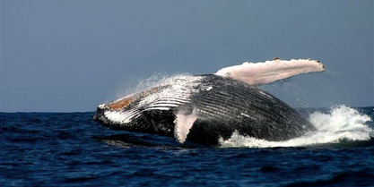 Un esempio di balena che può essere avvistata sulle coste sudafricane