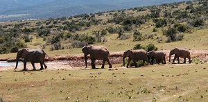 Elefanti in Sudafrica