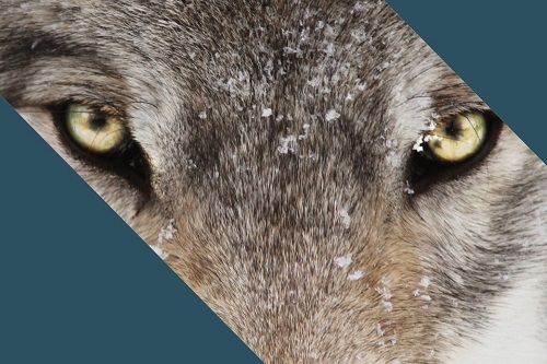 Gruppo di lettura di Cosenza (Lupus In Fabula) - Incontro di Novembre 2023