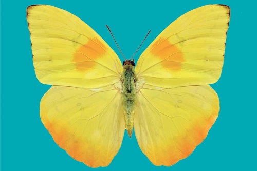 Gruppo di lettura di Cosenza (Lupus in Fabula) - Incontro di Giugno 2024