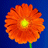Avatar di roby_landi