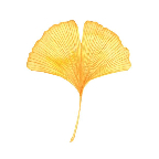 Avatar di ginkgo biloba