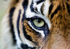 Avatar di bookmark
