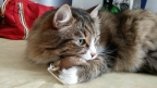 Avatar di Frabauemiao