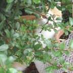 Avatar di IlGattoRosso