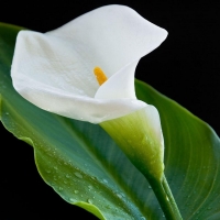 CALLA